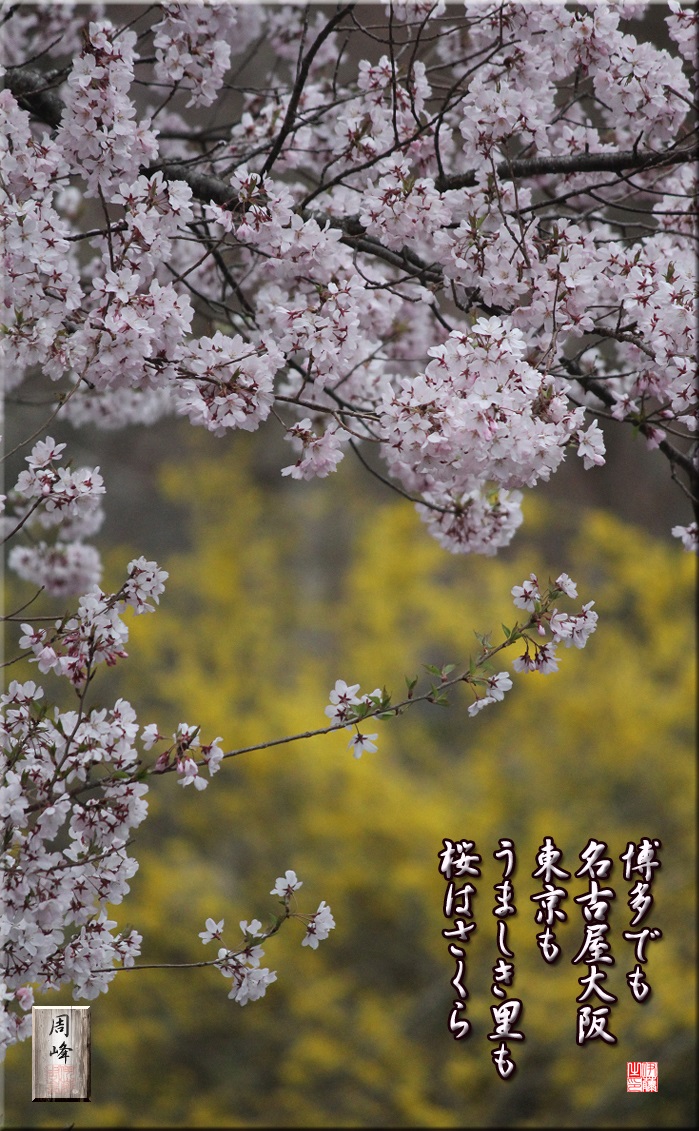 フォト短歌「桜は桜」